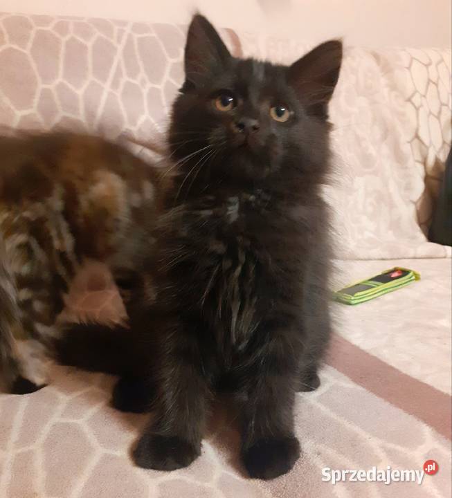 Piękny Kocurek Syberyjski Bully Sochaczew