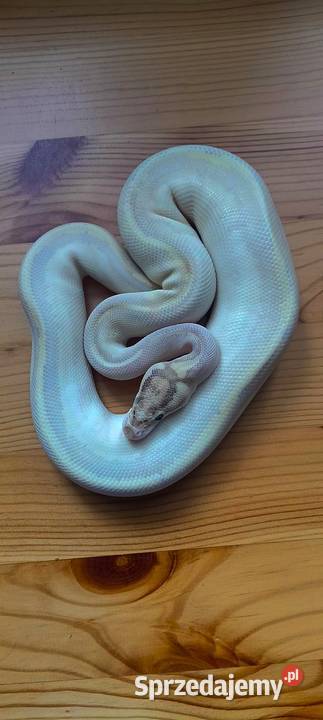 Pytony królewskie python regius Nowa Wola