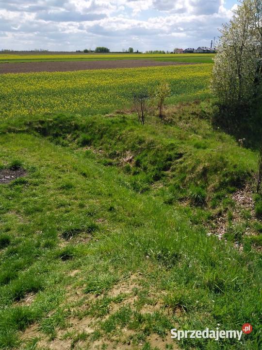 Usluga koszenia trawy chwastów kosą spalinową Pozostałe Wielgomłyny