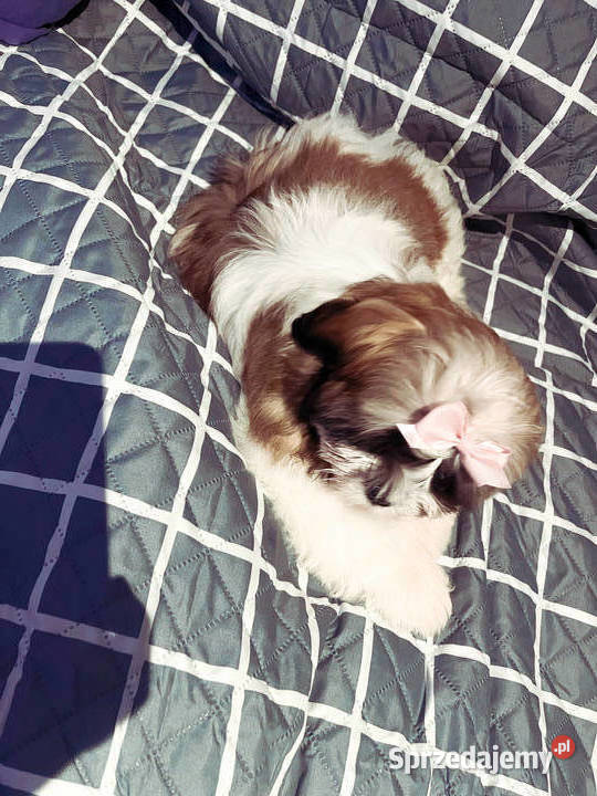 Shih Tzu FCi małopolskie Tuchów sprzedam