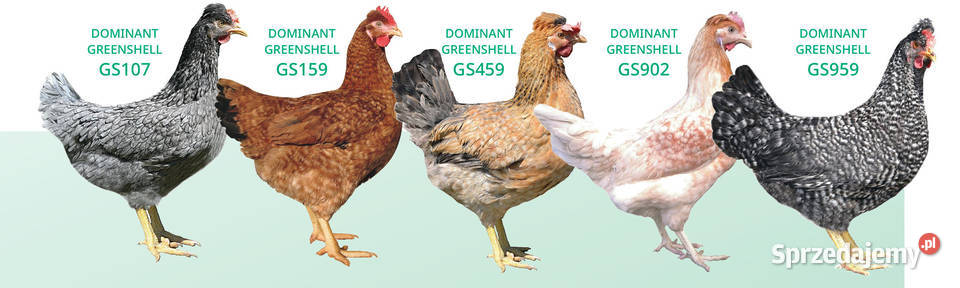 Kury nioski młode Greenshell zielone jajko 15