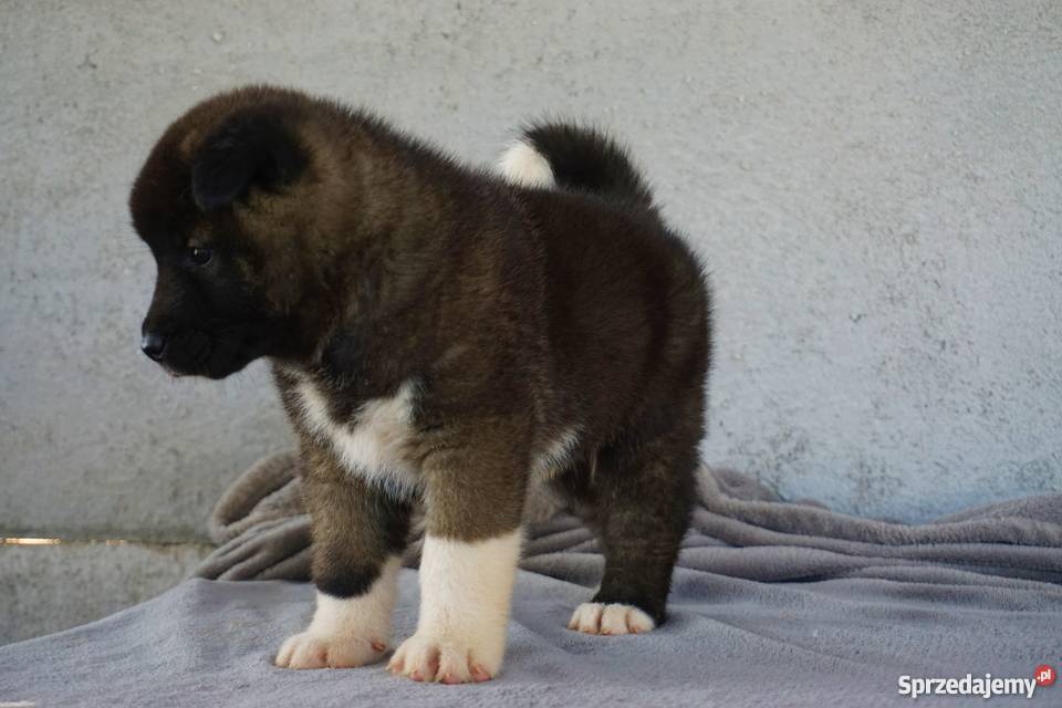 Akita Amerykańska FCI ZKWP Łubowo