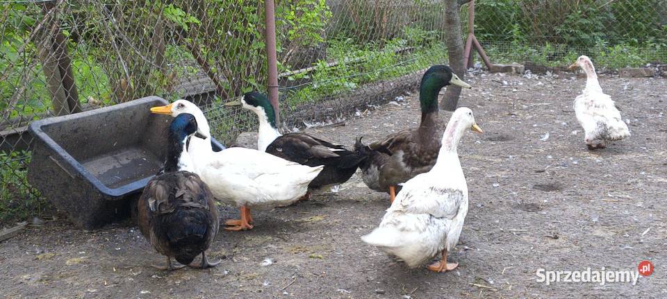 Sprzedam kaczki dworki Zwierzęta wielkopolskie Osowo Nowe