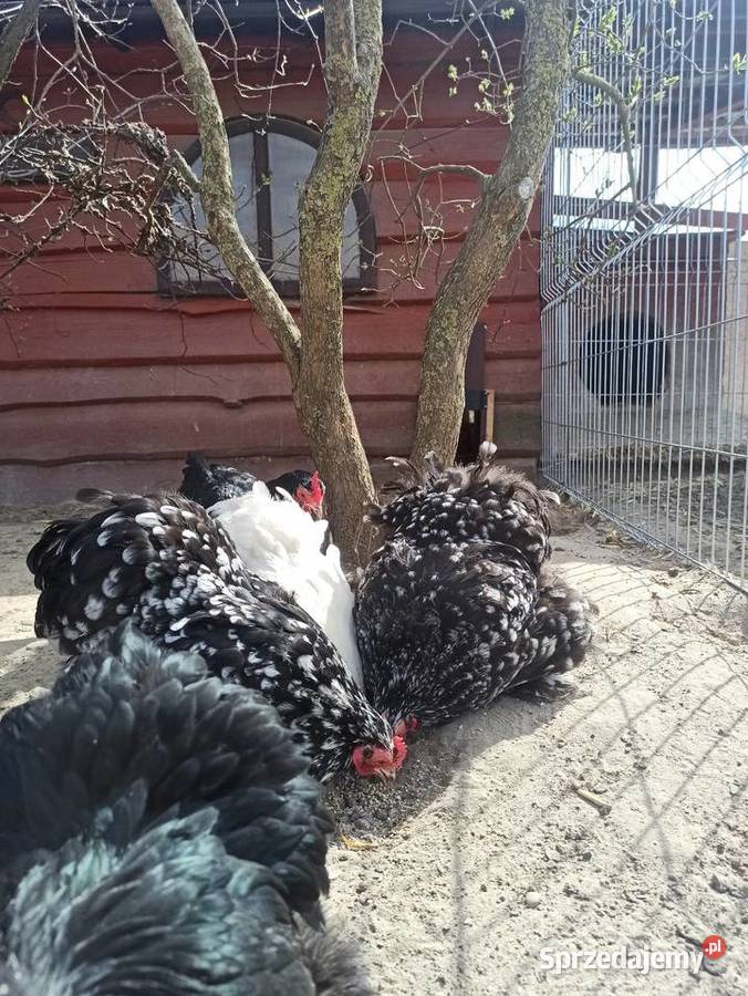 Jaja lęgowe kochin karzełek lubelskie Krupe