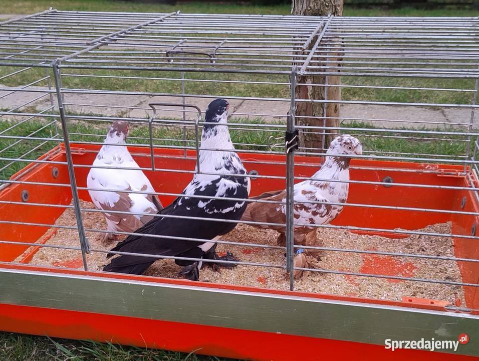 Gołębie Ozdobne śląskie Blachownia