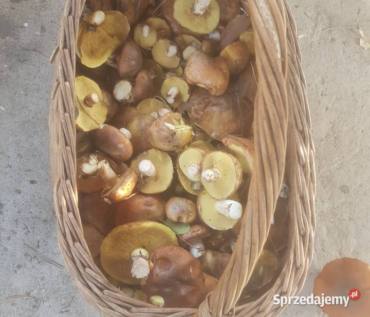 Sprzedam grzyby podgrzybki Leśnictwo Konin