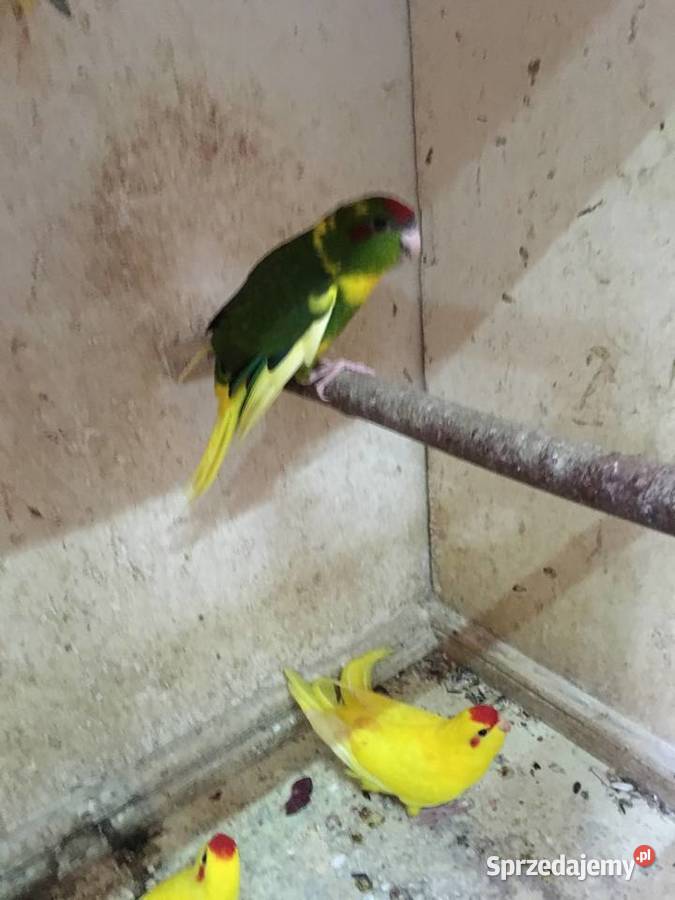 Papugi kozie Mondrolotki sprzedam łódzkie Głowno