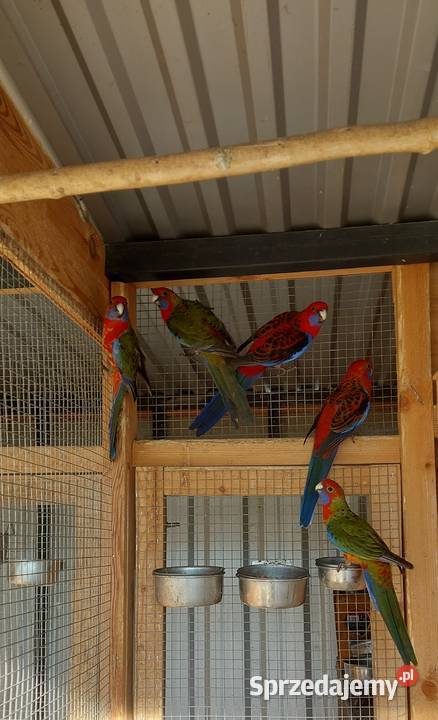 sprzedam rozelle królewskie Międzybórz