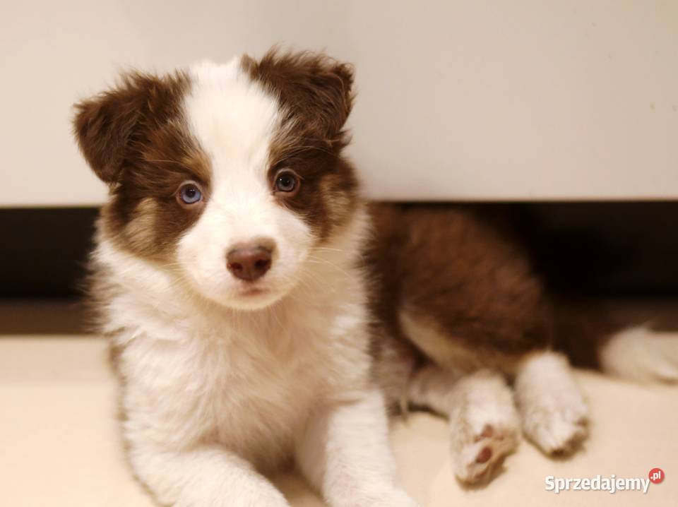 Border Collie szczenieta Drawno