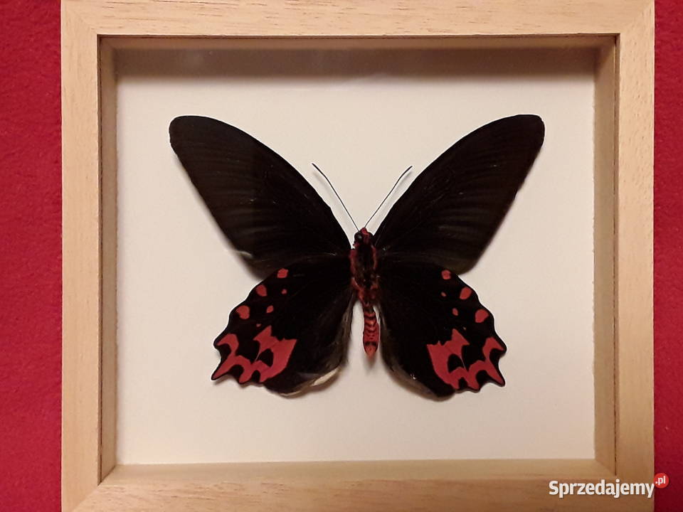 Motyl wramce 16x14 Atrophaneura semperi 110 mm Szczecin