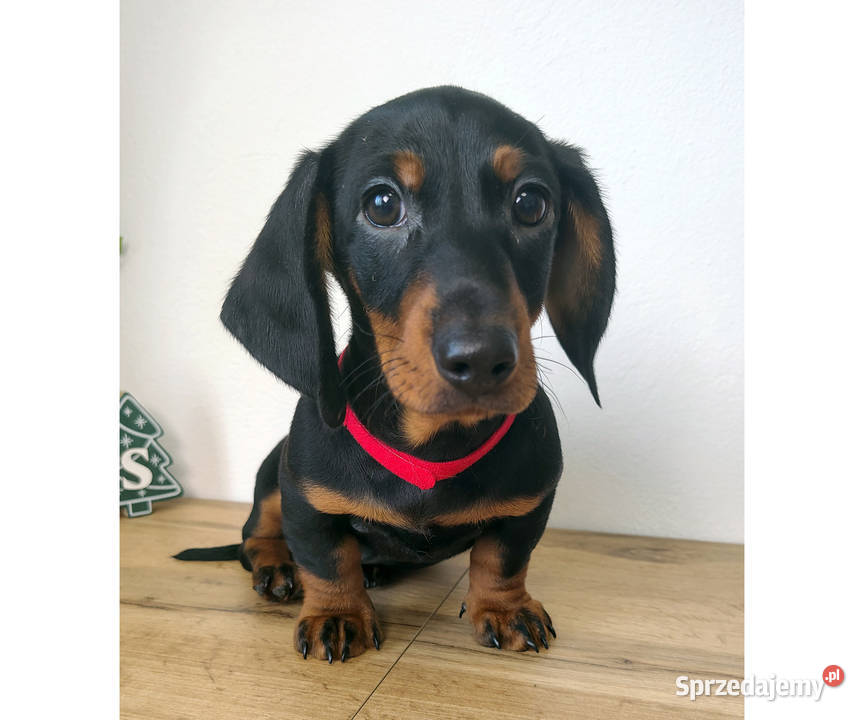 SAMIEC Jamnik krótkowłosy Czarny podpalany ARIES Kraków sprzedam