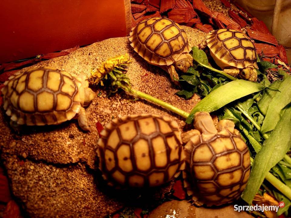 Młode Żółwie pustynne (Centrochelys sulcata), hodowla, piekne maluszki
