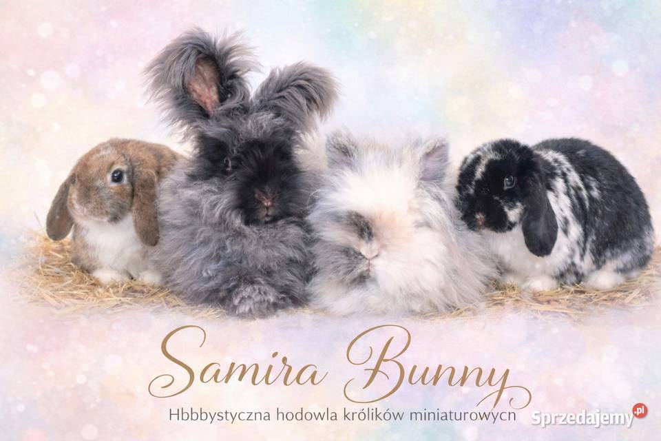 Króliczki mini lop domowa hodowla Lipka sprzedam