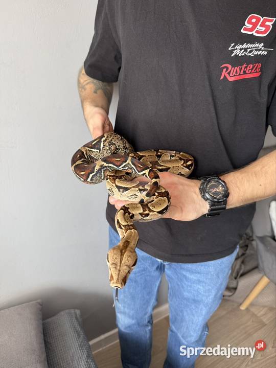 Wąż boa samica na sprzedaż Żory sprzedam