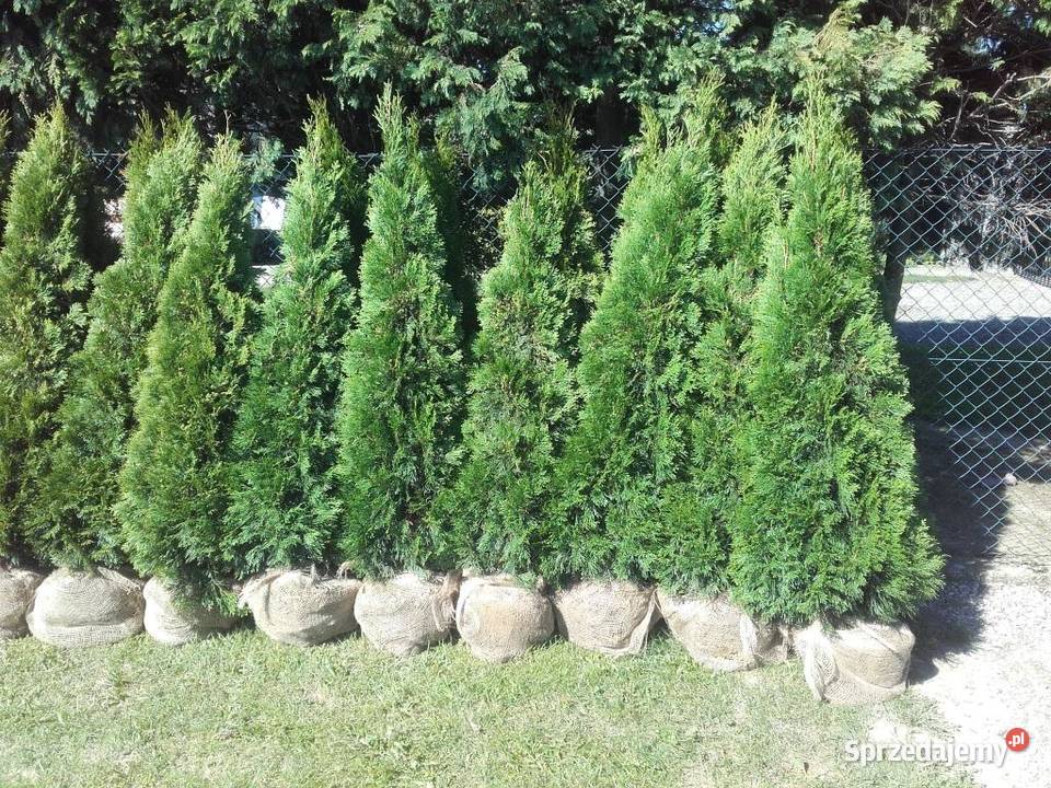Tuje szmaragd tuja Śląsk 160 180 200 220 Ustroń sprzedam