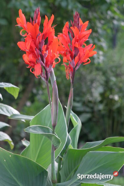 Paciorecznik Kanna Canna Chełm