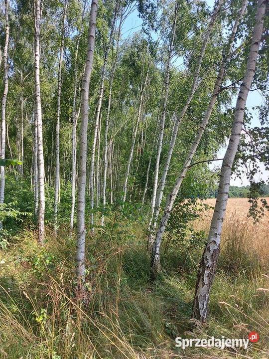 Działka rolna Bukowiec 5911 m2 Inwestycja Łódź