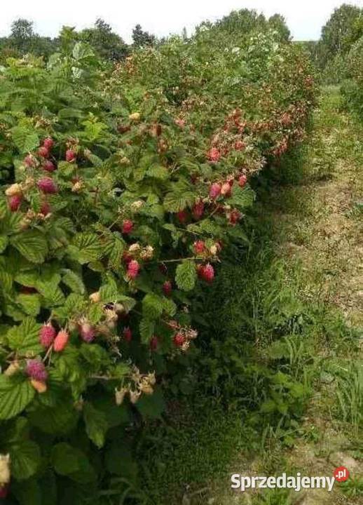 Sadzonki malin polka polana glen jesienne i Nowy Wiśnicz