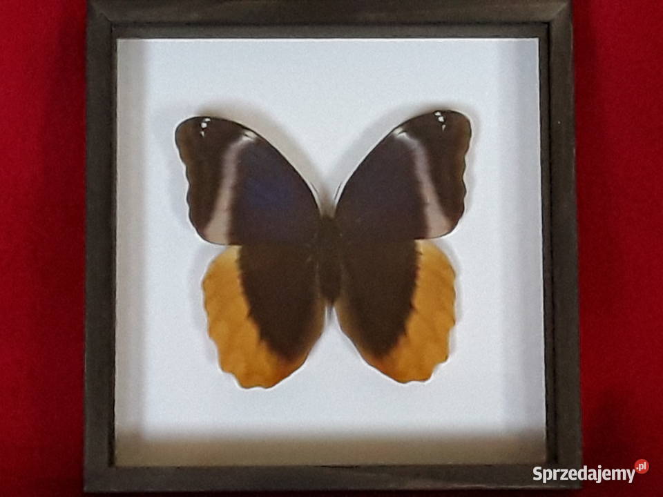 Motyl w ramce gablotce 20x20 Caligo uranus Szczecin sprzedam