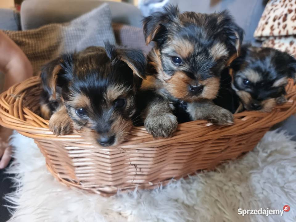 Szczeniaki Pieski Rasy York Yorki Kołobrzeg