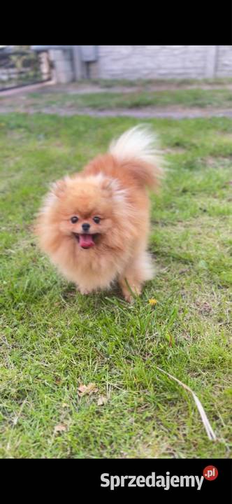 Pomeranian Kutno