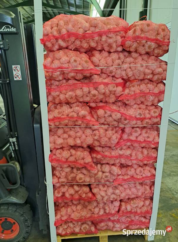 Importujemy czosnek z Hiszpanii w ilościach Wrocław