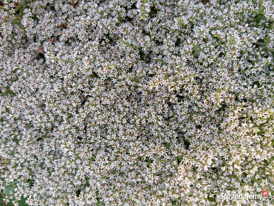 statica zatrwian tatarski 2025 Krasnystaw