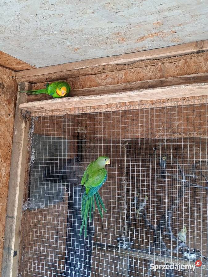 Sprzedam piękną parę BarabandWięcej informacje Dąbrowa Górnicza sprzedam