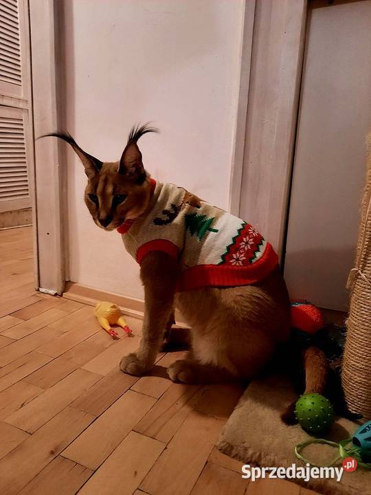 Karakale stepowe Caracal caracal młode piękne i Katowice