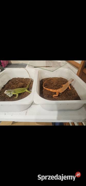 Legwan lime mlody Gady i płazy Szczecin sprzedam