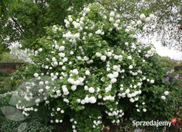 KALINA KORALOWA Viburnum opulus NASIONA 300 sprzedam