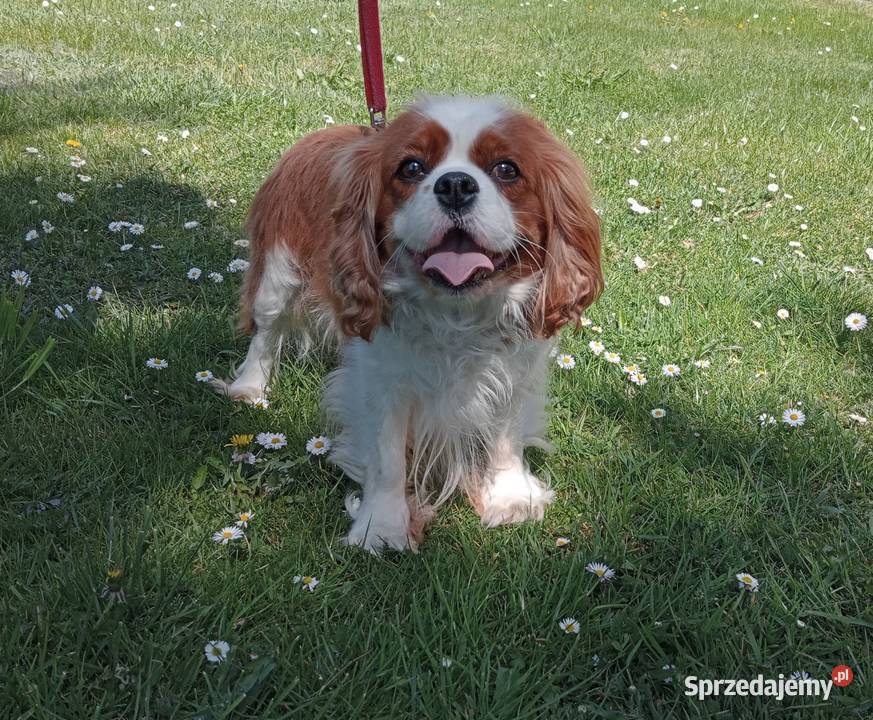 Cavalier King Charles Spaniel suczka Tricolor Częstochowa