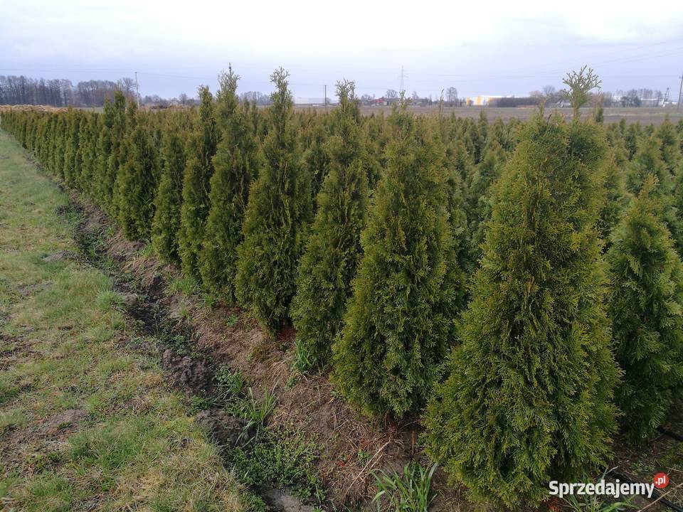 Tuja tuje szmaragd 60170 Konin sprzedam