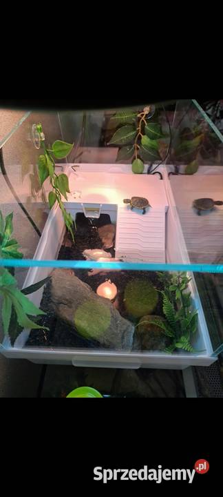 Akwaterrarium żółwia wodno lądowego Trzebnica