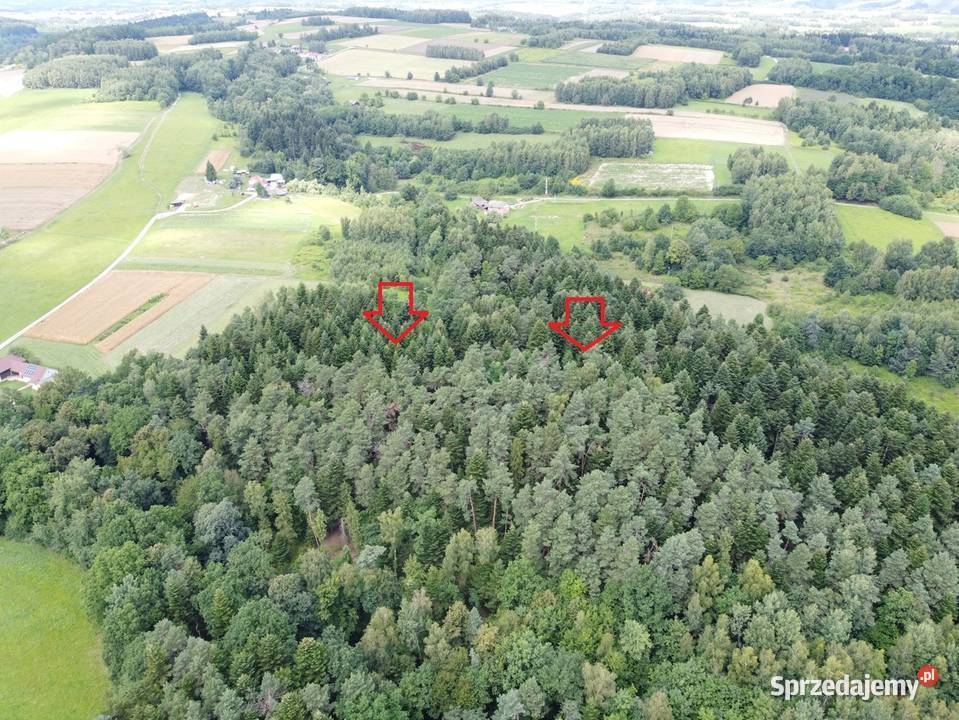 Las w miejscowości Swiecany Święcany
