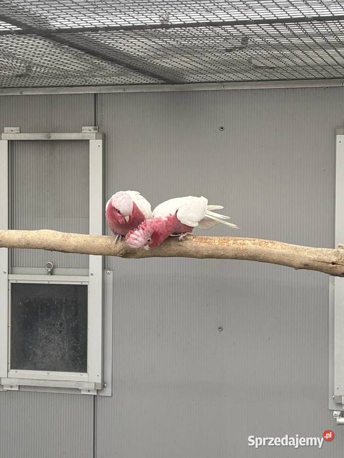 Kakadu Różowa Lutino para 2022 Kłaj sprzedam