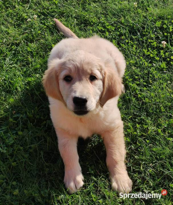 Szczenięta golden retriever