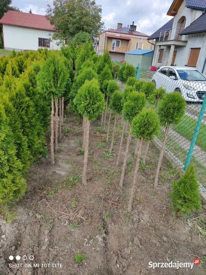 Tuja kulista na pniu Podkarpackie Rzeszów
