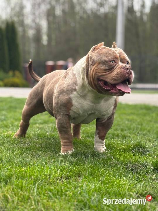 American Bully ABKC Kozienice sprzedam