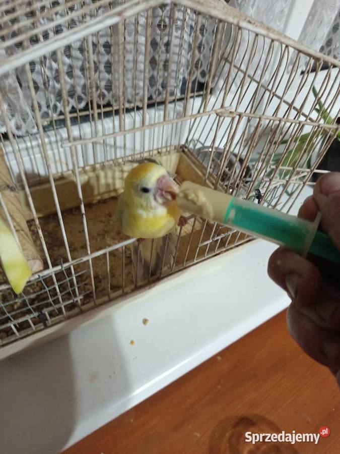 Świergotki ręcznie karmione Ptaki