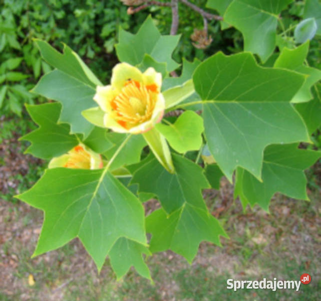 Tulipanowiec amerykański Liriodendron tulipifera Lubanie sprzedam