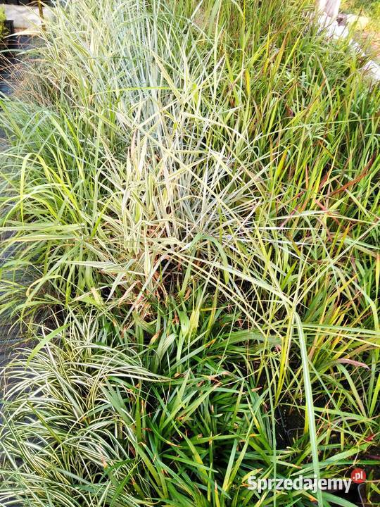 Trawy ozdobne imperata rozplenica kostrzewa Knurów sprzedam