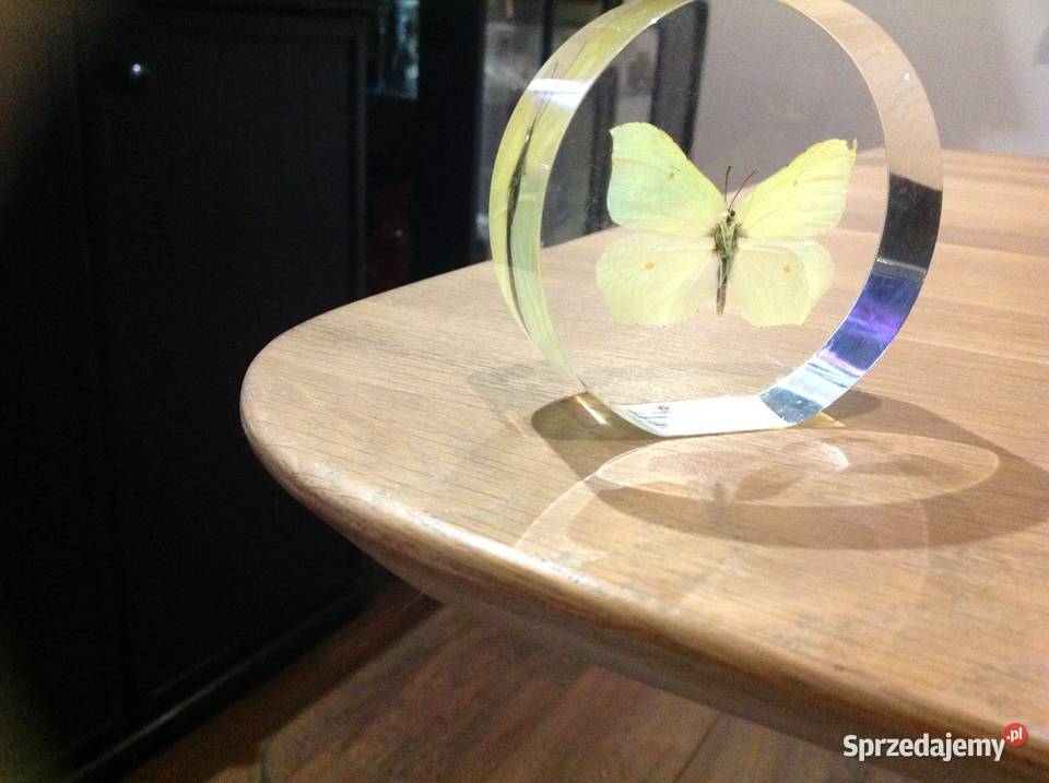 Piękny Motyl w Szkle Dekoracja Latolistek Nowa Sól