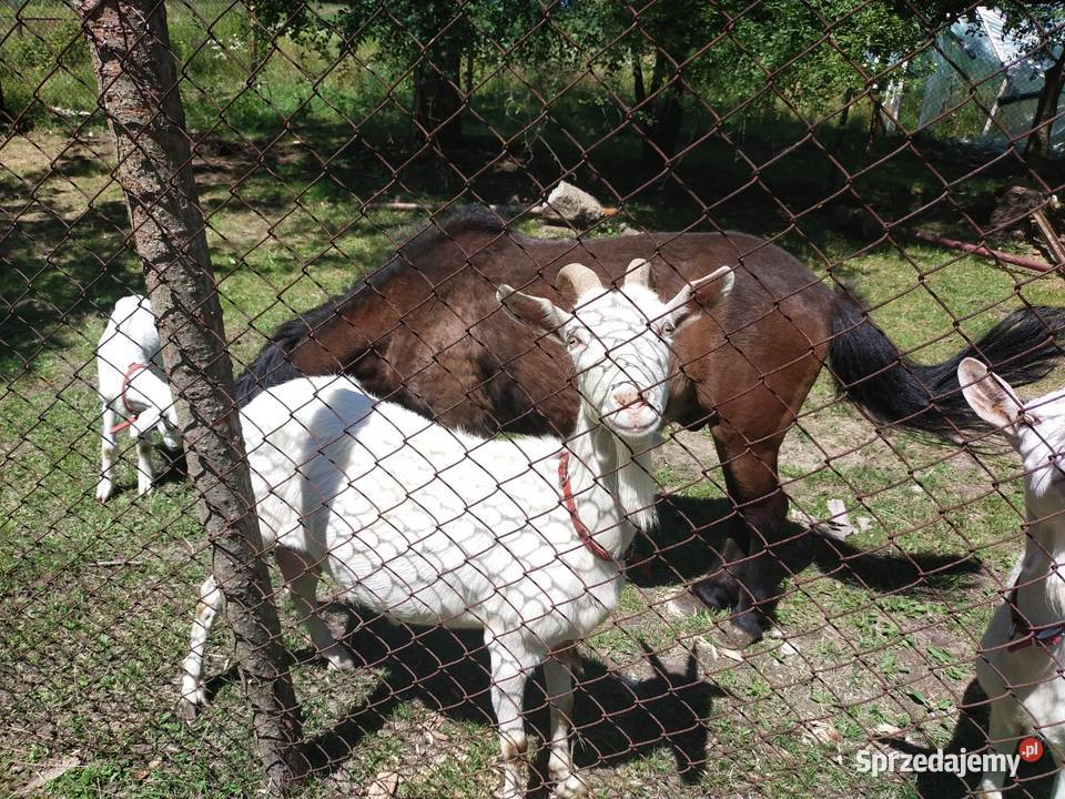 Kozy roczna zakocona