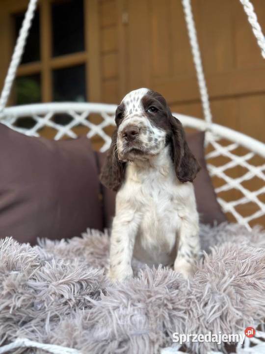 Śliczny piesek Cocker Spaniel Angielski liver Warszawa sprzedam