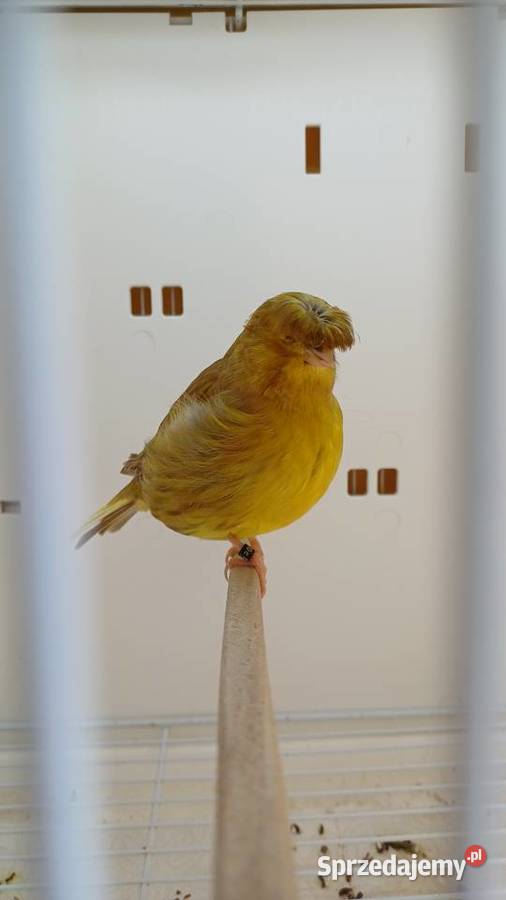 Kanarki gloster korona samice Ptaki dolnośląskie Piotrowice