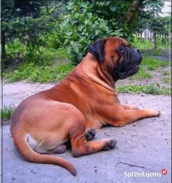 Bullmastiff zapowiedź miotu Pozostałe Pozostałe Lublin