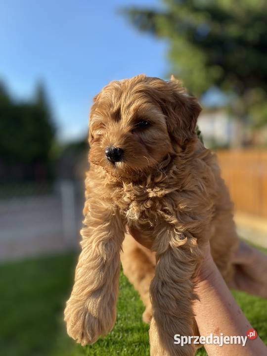 Piękny piesek Maltipoo sprzedam