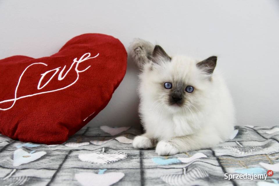 Koteczka Iman z hodowli Castillo Cat lubuskie sprzedam