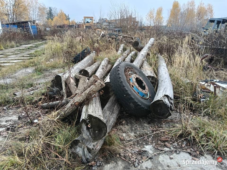 Sosna okorowana mazowieckie Nadarzyn